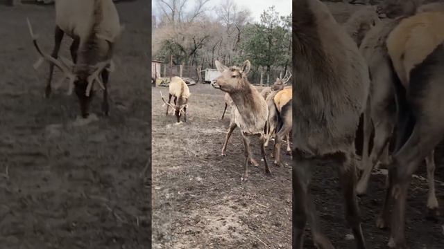 Зебра в Хуторе Листопадов смотреть онлайн