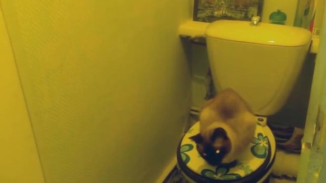 Что эта киска делает одна в туалете?)