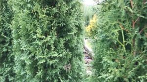 Живая изгородь из туи западной Смарагд и Колумна