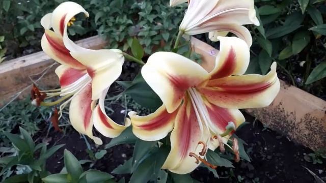 #lilium #лилии #дебби / Лилия ОТ- гибрид Дебби (лат. Lilium OT-hybridum Debby). Краткие рекомендаци
