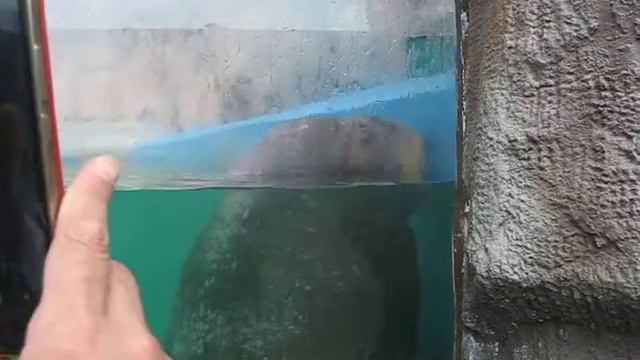 Морж фыркает и пускает фонтанчики смотреть онлайн