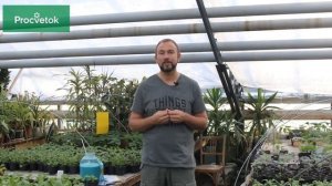 Медный купорос в садоводстве, бордосская жидкость, азофос.  Обработка от мучнистой росы