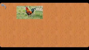 Видео для малышей Карточки Гленна Домана Домашние Животные