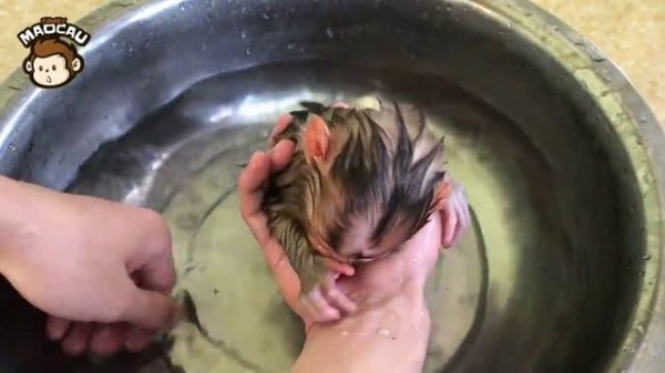 Baby Monkey - The Process of Adopting and Caring for Monkey Little Maocau