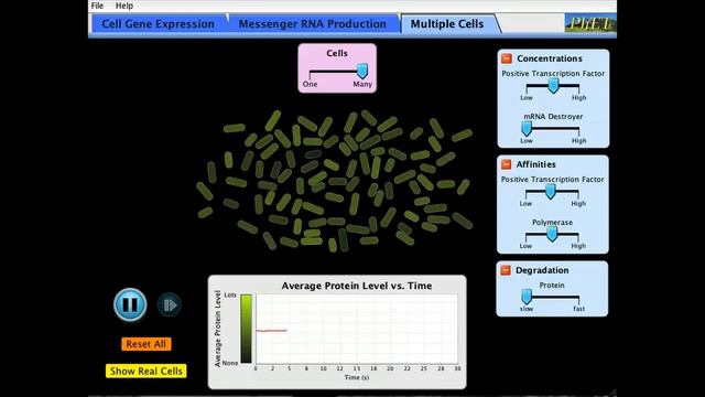 Gene Expression Dynamics with PHET смотреть онлайн