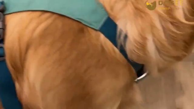 Ruffwear postroj pre psy Flagline™ - ľahký a pohodlný postroj pre vaše spoločné dobrodružstvá. смотреть онлайн