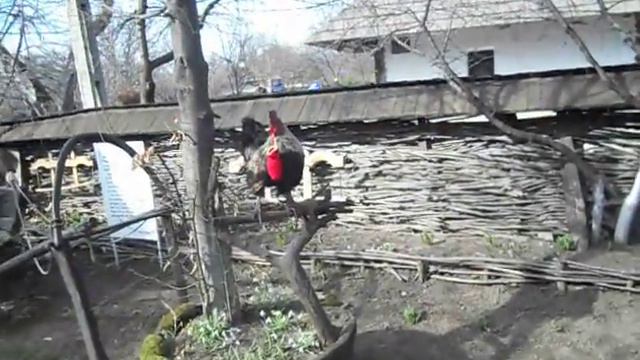 Родной дом Иона Крянгэ в Хумулешть. смотреть онлайн