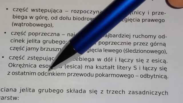 &19 УРОК.АНАТОМІЯ. ТРАВНА СИСТЕМА. Товстий кишечник. Lekcja. Anatomia. Jelito grube. (6 część) смотреть онлайн