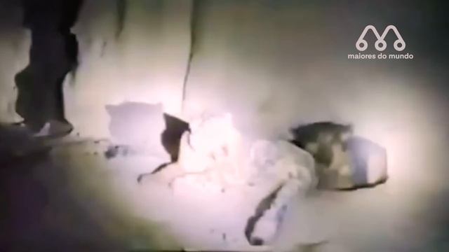 CACHORRO ENFRENTA LEOPARDO PARA SALVAR AMIGO