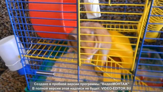 Реакция хомячка Фанты на помытую чистую клетку. смотреть онлайн