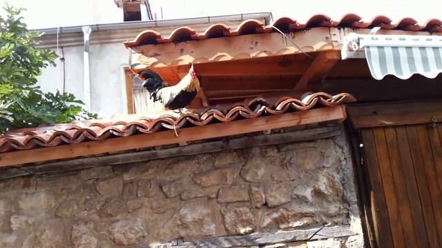 Несебыр. Полёт петуха! смотреть онлайн