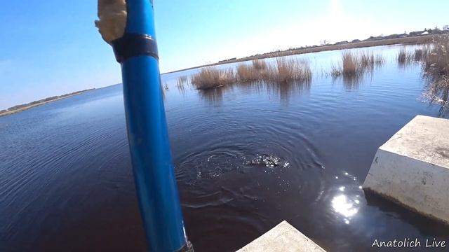 НОВЫЙ РЕКОРД на ПОПЛАВОК. Крупнее на удочку я еще не ловил. Рыбалка на поплавок. Видео май 2022. смотреть онлайн