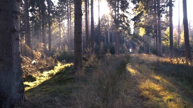 Прогулка по свежему лесу | медитация с красивой умиротворяющей мелодией смотреть онлайн