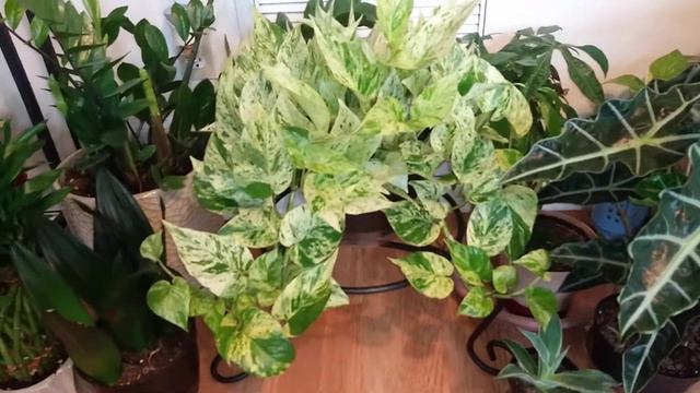 Species Spotlight: Marble Queen Pothos 👑. смотреть онлайн