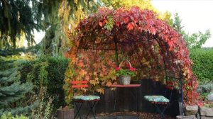 Что случится с огородом если в нем посадить Девичий виноград?