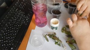 Как укоренить толстянку ? или Денежное дерево ???