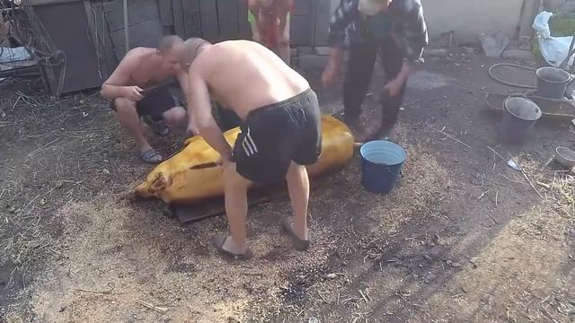 How To Kill Pig At Home. Pork Cutting. Pork Billets Заготовка свинины. Полная разделка.