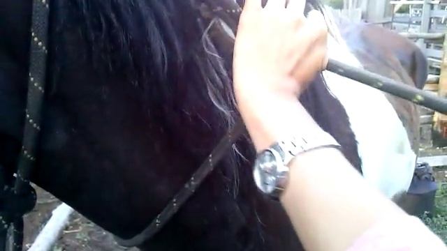 Как завязать узел на лошади смотреть онлайн