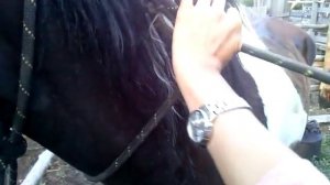 Как завязать узел на лошади