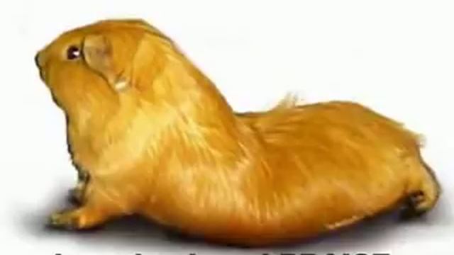 The Guinea pig song смотреть онлайн