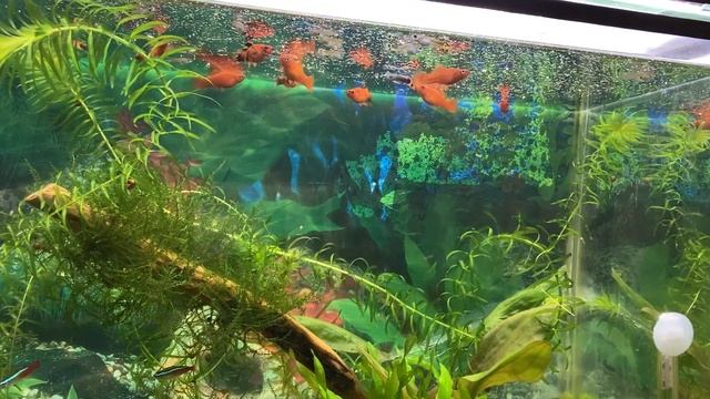 Что случилось с рыбками, за месяц в аквариуме с рыбками ? смотреть онлайн