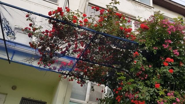 Сорт Плетистой Розы ФЛАМЕНТАНЦ ( Кордес) Яркая, неприхотливая, быстрорастущая,но ОДНОКРАТКА ! 4.06 смотреть онлайн