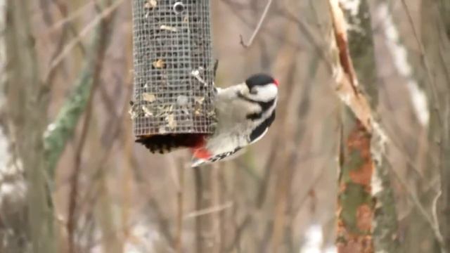 В гостях у орнитолога Олега Киселёва зима 2013 смотреть онлайн
