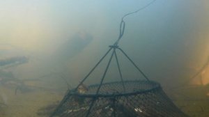 Как РАКИ заползают в РАКОЛОВКУ?! ПОВЕДЕНИЕ РАКОВ ПОД ВОДОЙ! РЕАКЦИЯ РАКОВ на КАРАСЯ!