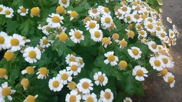 Подскажите сорт этой садовой мелкой ромашки? смотреть онлайн