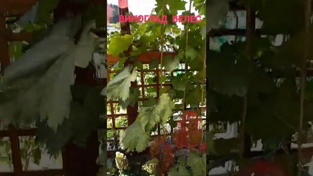 Виноград Байконур смотреть онлайн