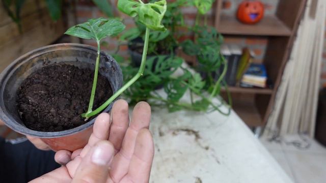 COMO REPRODUCIR LA MONSTERA ADANSONII / Paso a Paso смотреть онлайн