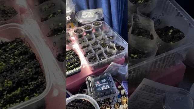 Пикировка эустомы 🌺 #со своих#семян.