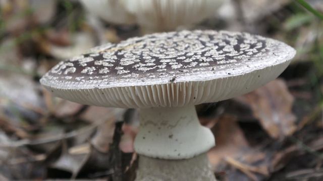 Amanita excelsa var spissa, Grey Spotted Amanita смотреть онлайн