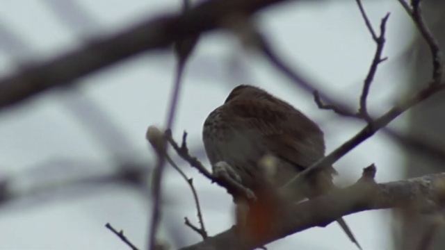 Овсянка крошка смотреть онлайн