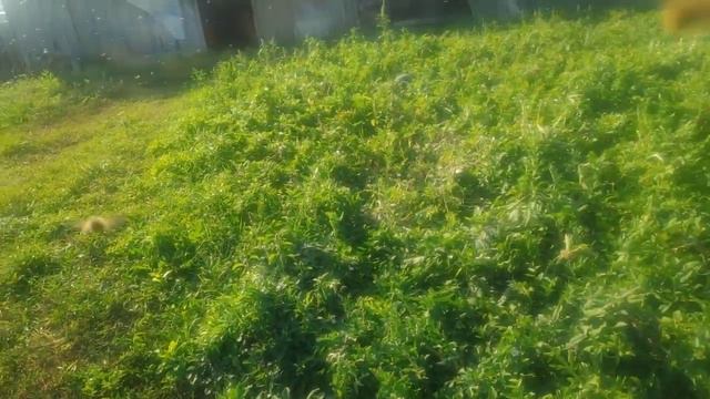 Осушка рамок. смотреть онлайн