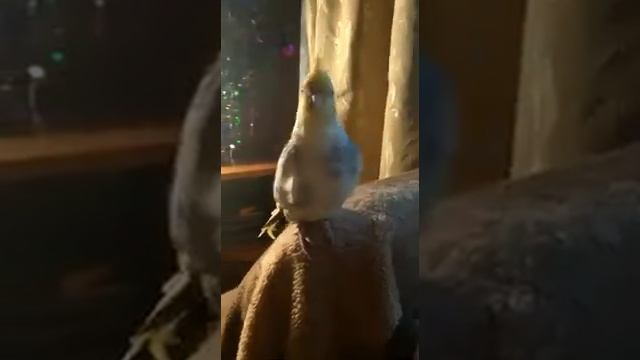 Учу попугая разговаривать Корелла Аркаша Teaching A Parrot To Talk Corella Arkasha