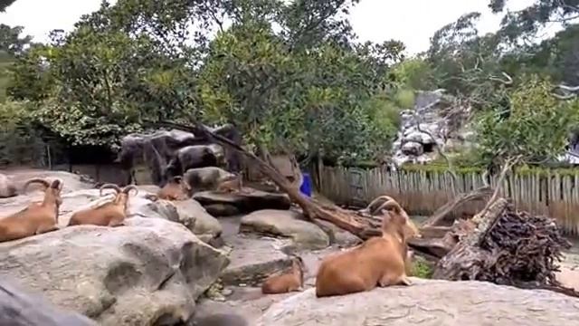 Поход в зоопарк в Сиднее (Австралия), Taroonga ZOO, Sydney, Australia смотреть онлайн