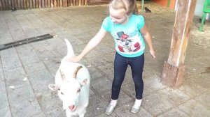 Козлятушки - ребятушки. Ручные козлята. Дети в зоопарке гладят козлят