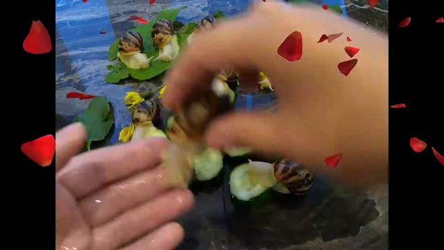 Улитята Ахатины. Хороший аппетит и настроение! смотреть онлайн