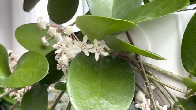 Hoya Australis Blooms, Blooms, Blooms?
