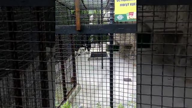 Ялтинкий зоопарк весёлый шимпанзе смотреть онлайн