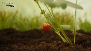 СРОЧНО ДАЙТЕ ЛИМОННУЮ КИСЛОТУ КЛУБНИКЕ! И Готовьте ВЕДРА Для Сбора Большого СЛАДКОГО Урожая!