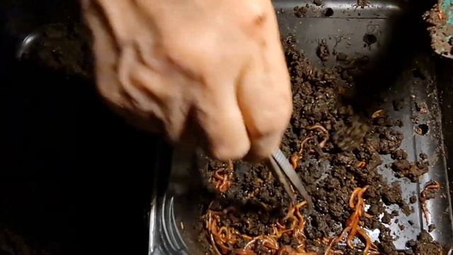 4146 Разведение червей как бизнес смотреть онлайн