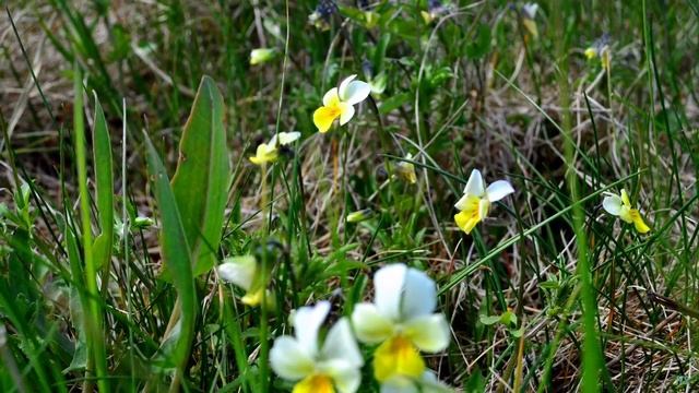Рыльский Свято Николаевский мужской монастырь. смотреть онлайн