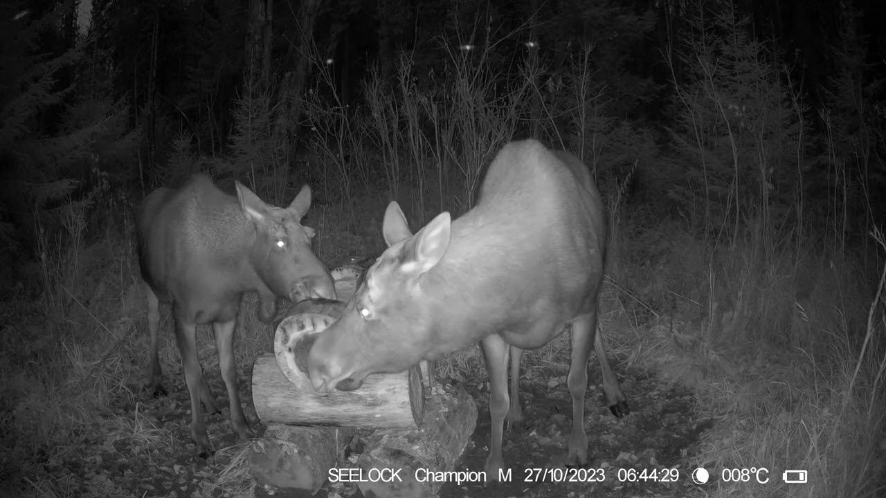 На солонце №2 Фотоловушка SEELOCK S308W #4.3 смотреть онлайн