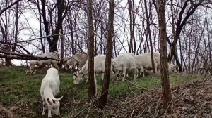 ❤️ Как выбрать молочную козу.