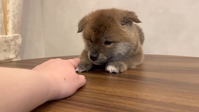 Щенок акита-ину. Кличка Ваэми. смотреть онлайн