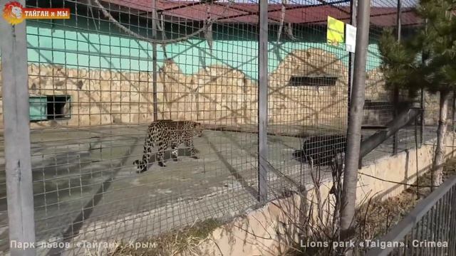 Что творят эти леопарды! А как разговаривают! Тайган. What are these leopards doing! How they talk! смотреть онлайн