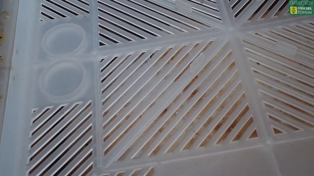 Опыление томата ШМЕЛЯМИ. Опыт Романа Воробьева. смотреть онлайн