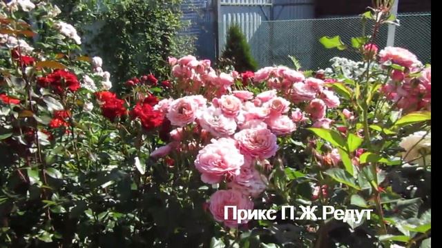 Мой Розовый Сад 2022г.Прогулка по саду 26июня.Пик цветения. смотреть онлайн